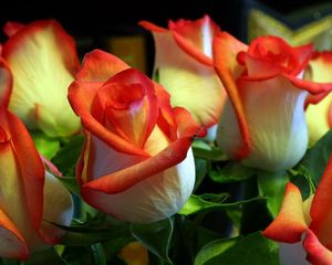 Превью обои розы, цветы, бутоны, оранжевые, зелень