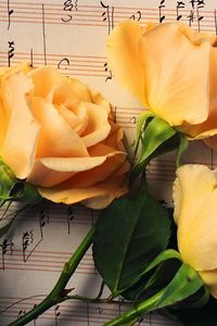 Превью обои розы, цветы, бутоны, три, ноты, музыка