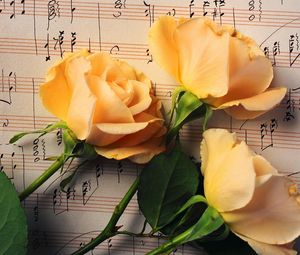 Превью обои розы, цветы, бутоны, три, ноты, музыка