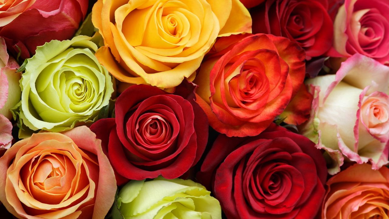 Обои розы, цветы, бутоны, разноцветные, красота