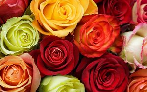 Превью обои розы, цветы, бутоны, разноцветные, красота