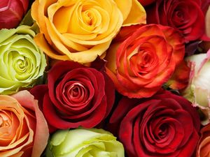 Превью обои розы, цветы, бутоны, разноцветные, красота