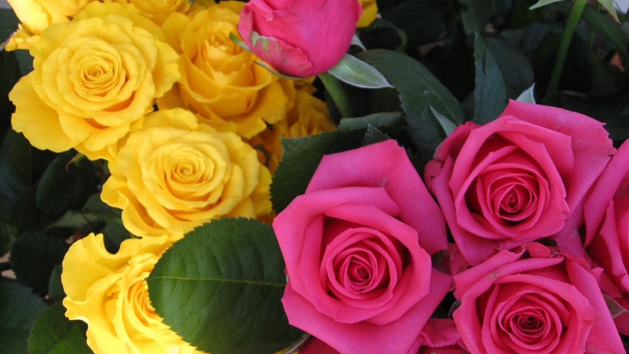 Обои розы, цветы, бутоны, розовые, желтые