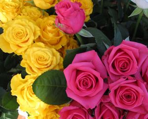 Превью обои розы, цветы, бутоны, розовые, желтые