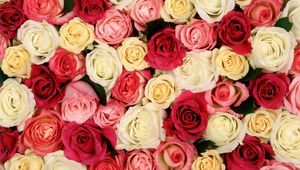 Превью обои розы, цветы, бутоны, много, разные