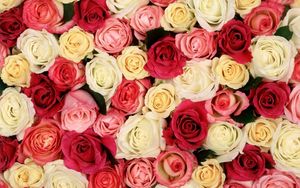 Превью обои розы, цветы, бутоны, много, разные