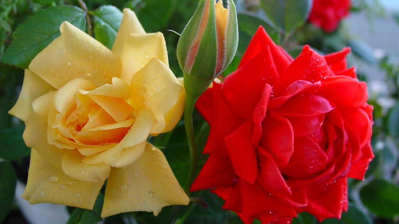 Желто-красные розы