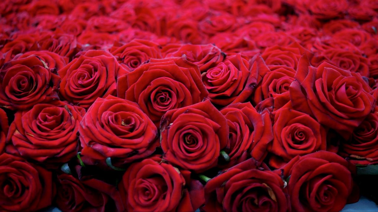 Обои розы, цветы, бутоны, красные, много, красиво