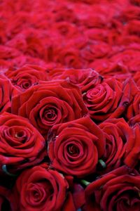 Превью обои розы, цветы, бутоны, красные, много, красиво