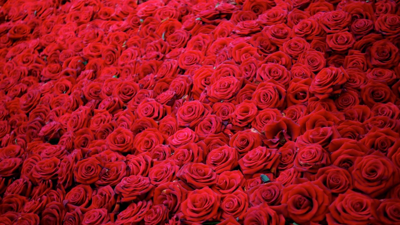 Обои розы, цветы, бутоны, красные, много