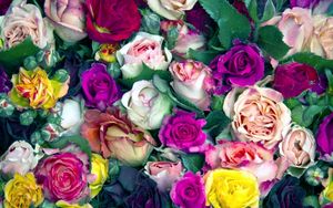 Превью обои розы, цветы, бутоны, разноцветные, много