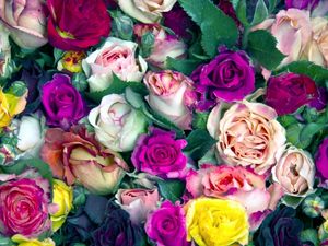 Превью обои розы, цветы, бутоны, разноцветные, много