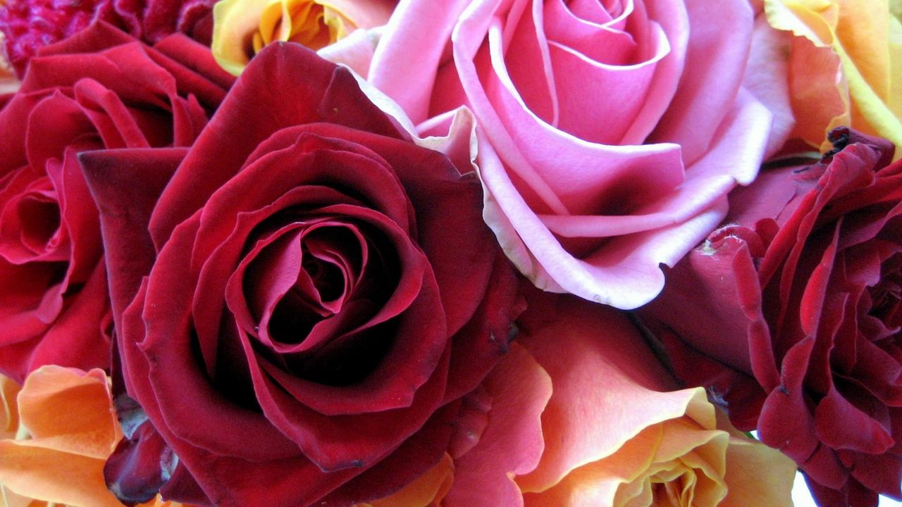 Обои розы, цветы, бутоны, разноцветные, крупный план