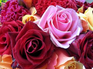 Превью обои розы, цветы, бутоны, разноцветные, крупный план