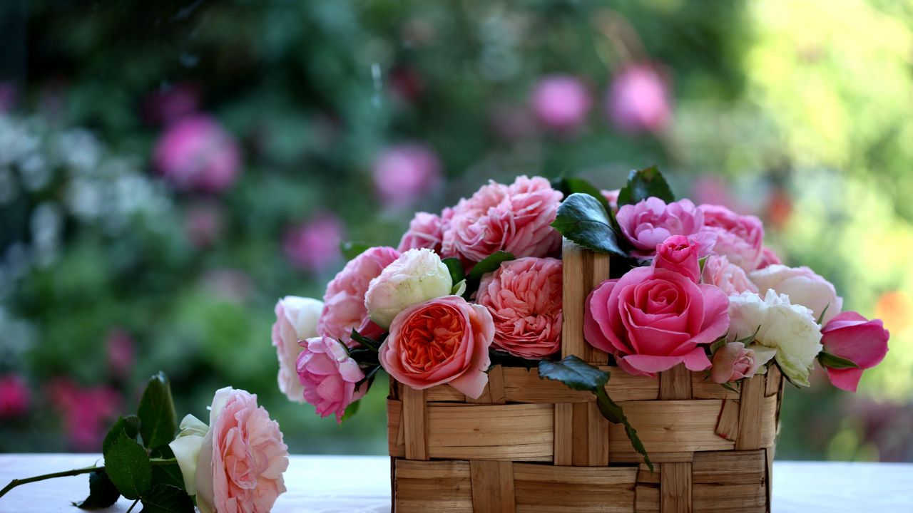 Обои розы, цветы, бутоны, корзина, размытость