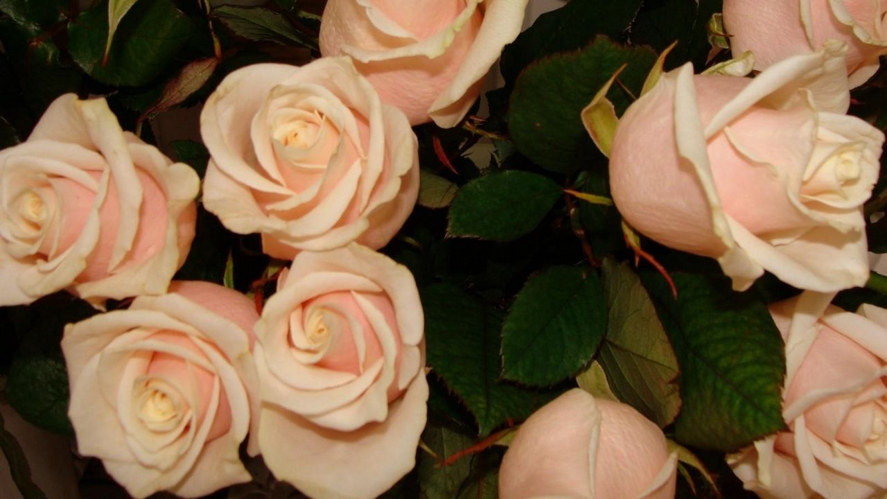 Обои розы, цветы, чайные, бутоны, нежность