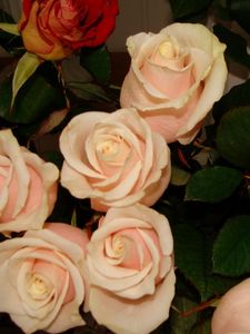 Превью обои розы, цветы, чайные, бутоны, нежность