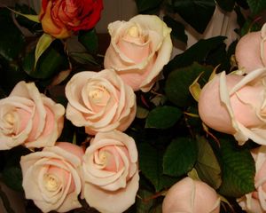 Превью обои розы, цветы, чайные, бутоны, нежность