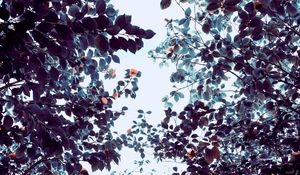 Превью обои розы, цветы, деревья, ветки
