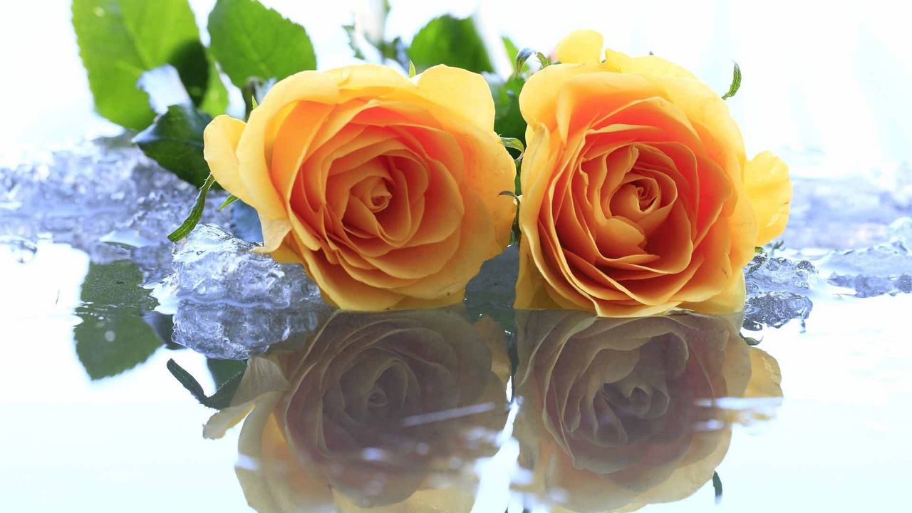 Обои розы, цветы, две, желтые, лед, вода, отражение