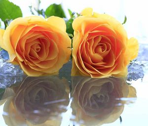 Превью обои розы, цветы, две, желтые, лед, вода, отражение