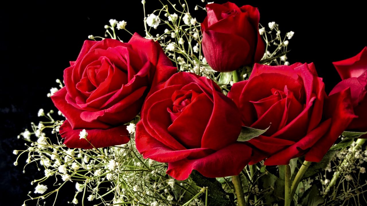 Обои розы, цветы, гипсофил, букет, фон
