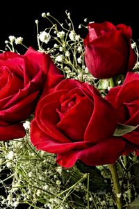 Превью обои розы, цветы, гипсофил, букет, фон