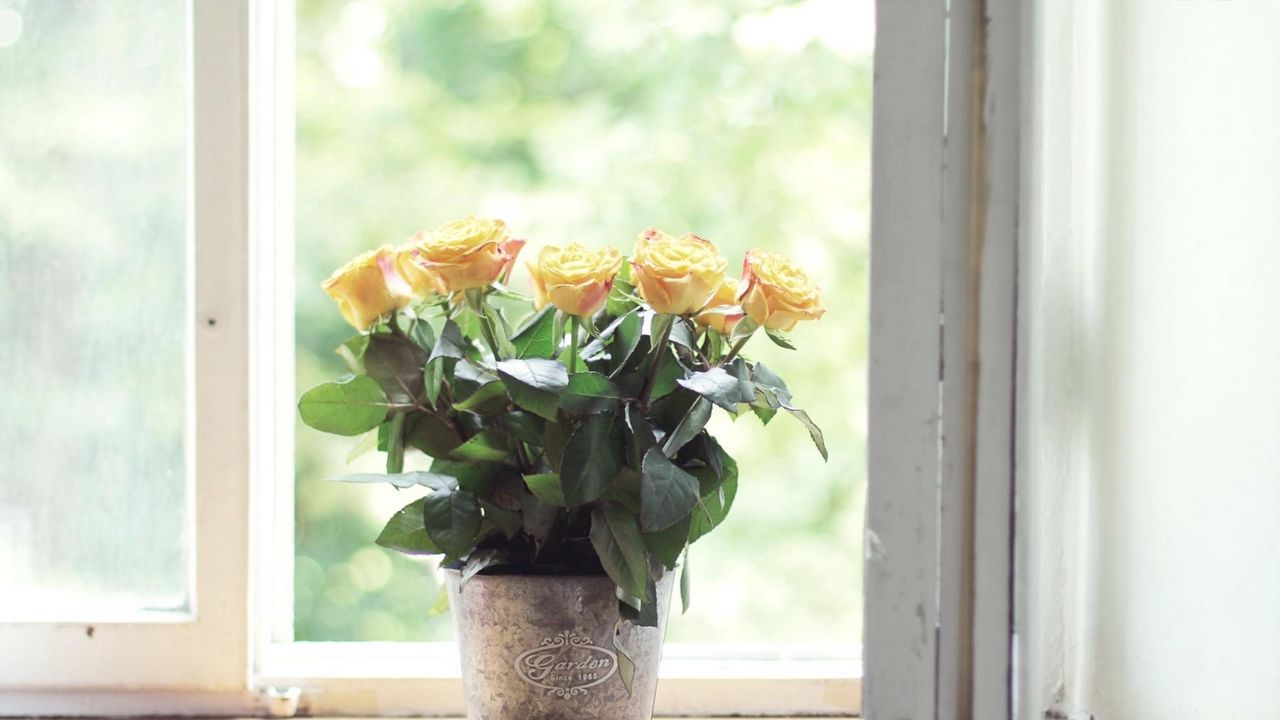 Обои розы, цветы, горшок, окно