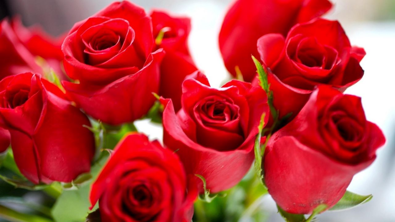 Обои розы, цветы, красные, яркие, букет, бутоны