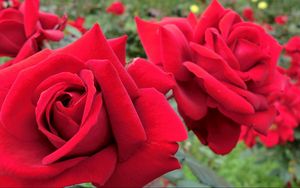 Превью обои розы, цветы, красные, бутоны, сад, крупный план