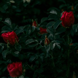 Превью обои розы, цветы, красный, куст, растение