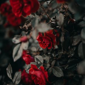 Превью обои розы, цветы, красный, растение, куст