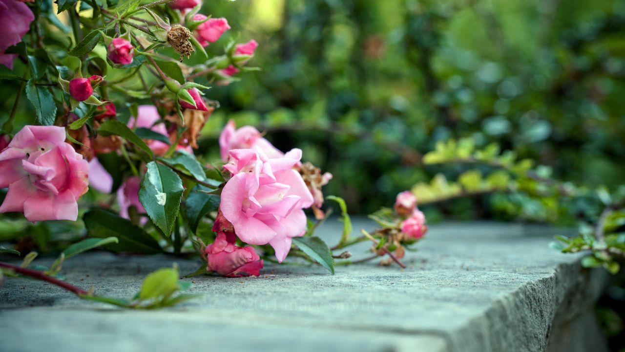 Обои розы, цветы, куст, бетон