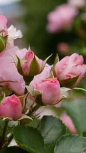 Превью обои розы, цветы, куст, растение, цветение, розовый