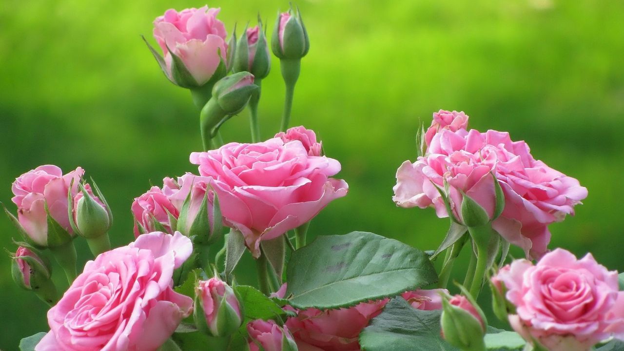 Обои розы, цветы, куст, розовые, листья, бутоны