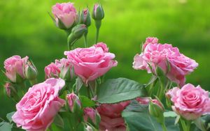 Превью обои розы, цветы, куст, розовые, листья, бутоны