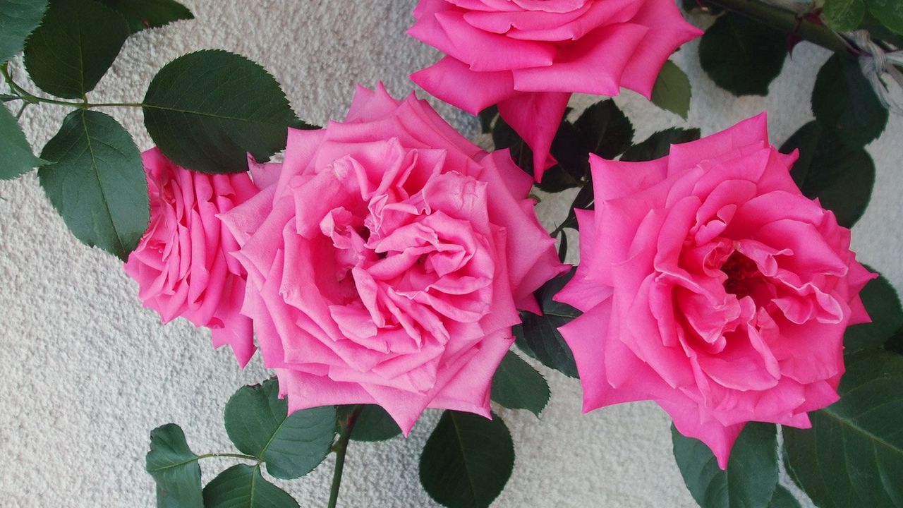 Обои розы, цветы, куст, нежные, стена