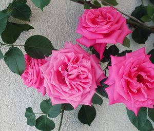 Превью обои розы, цветы, куст, нежные, стена