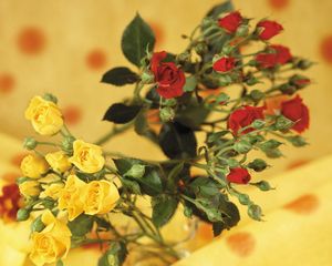 Превью обои розы, цветы, кустовые, красные, желтые, размытость