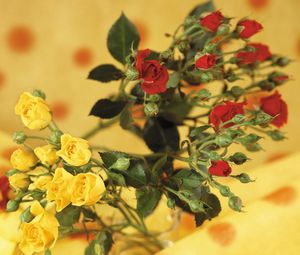 Превью обои розы, цветы, кустовые, красные, желтые, размытость