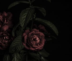 Превью обои розы, цветы, лепестки, темный, бутоны