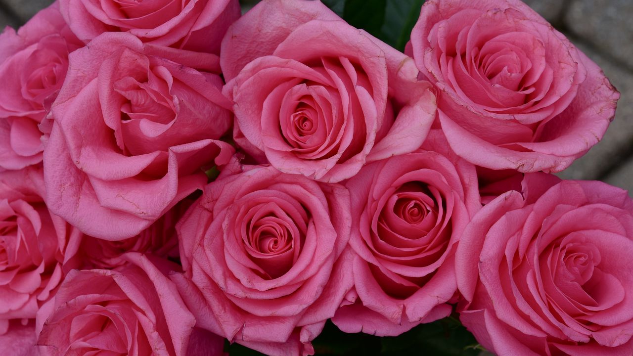 Обои розы, цветы, лепестки, бутоны, розовый