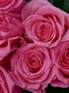Превью обои розы, цветы, лепестки, бутоны, розовый