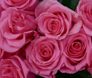 Превью обои розы, цветы, лепестки, бутоны, розовый