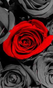 Превью обои розы, цветы, лепестки, красный, серый