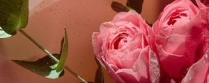 Превью обои розы, цветы, лепестки, букет, розовый