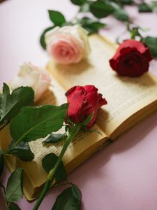 Превью обои розы, цветы, лепестки, книга, страницы, эстетика