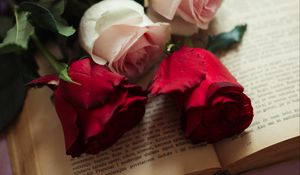 Превью обои розы, цветы, лепестки, книга, эстетика