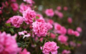 Превью обои розы, цветы, лепестки, розовый, макро