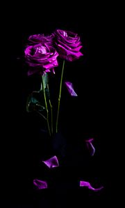 Превью обои розы, цветы, лепестки, букет, фиолетовый, темный